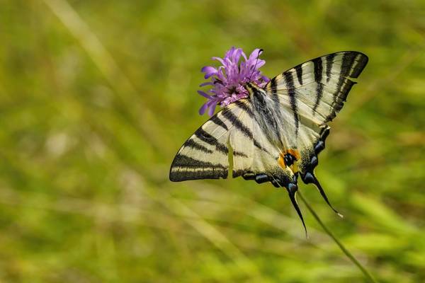 Scarce Swallowtail shutterstock_1838859001.jpg