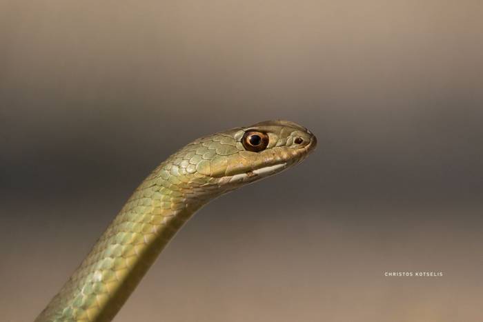 Eastern Montpellier Snake (Malpolon insignitus) © Christos Kotselis