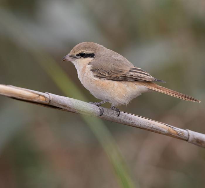 Isabelline Shrike © A AlSirhan