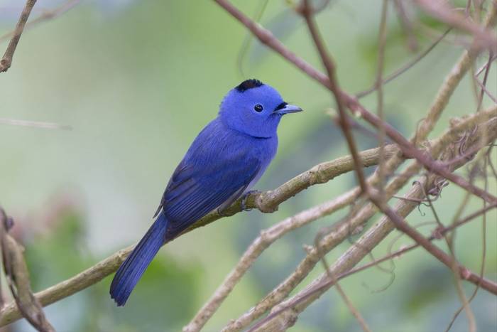 Bllack-naped Monarch © participant Alex Kozlenkov, March 2025