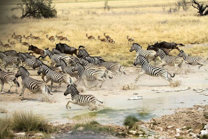 Burchell's Zebra © Neil Macleod
