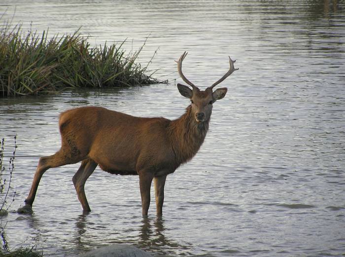 Red Deer, Salburua Wetlands
