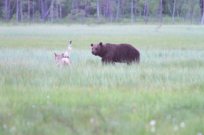 Wolf charging a Brown Bear © Jan Kelchtermans.jpg