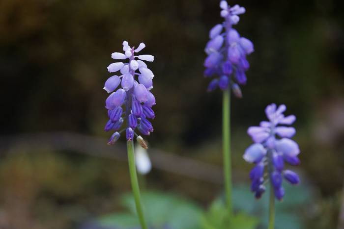Muscari armeniacum © Giorgi Natsvlishvili, May 2026