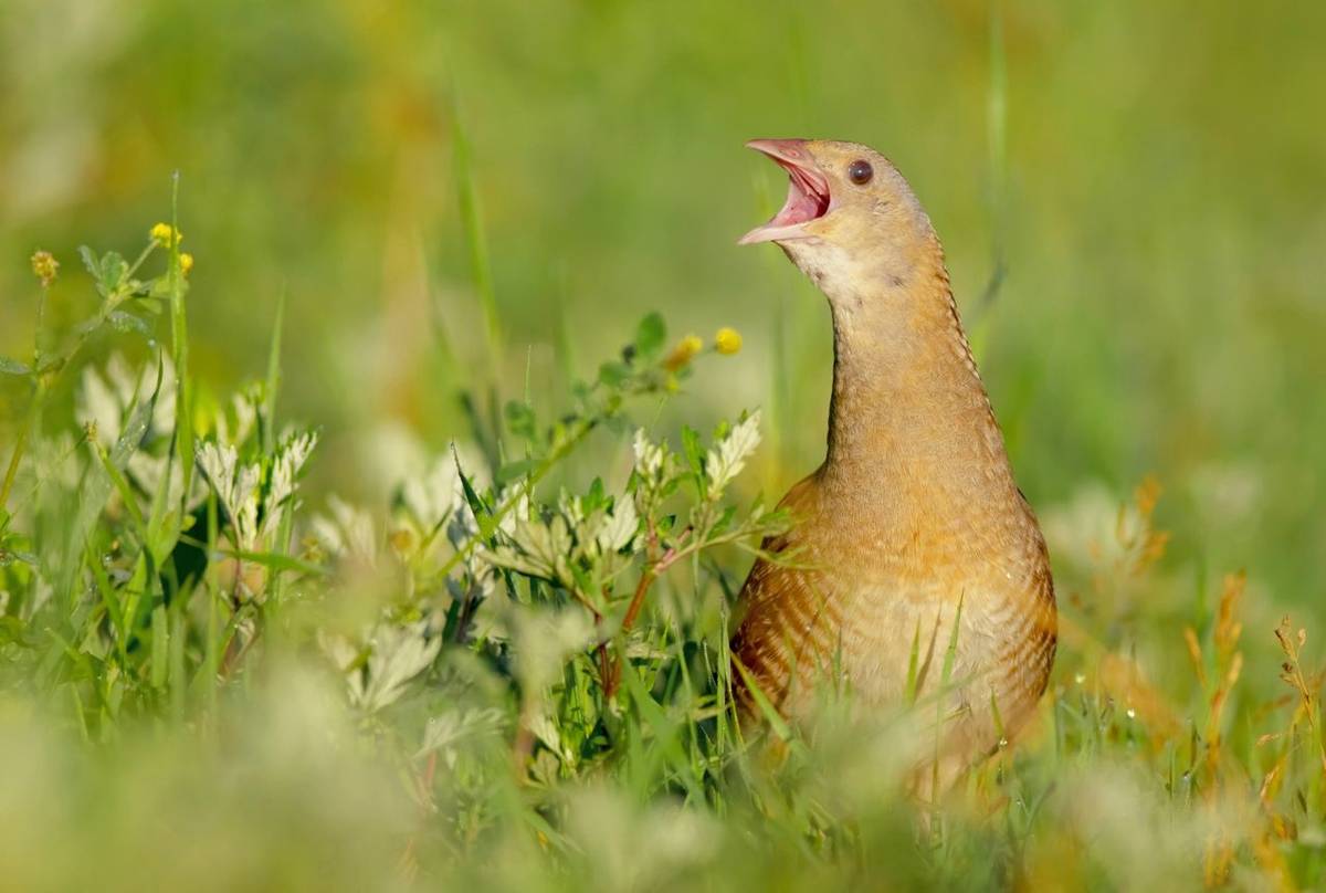 Corncrake, Scotland shutterstock_758013460.jpg