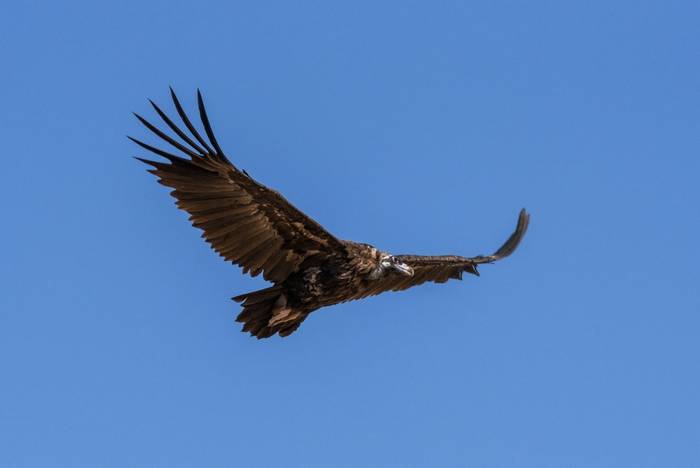 Black Vulture shutterstock_1347862607.jpg