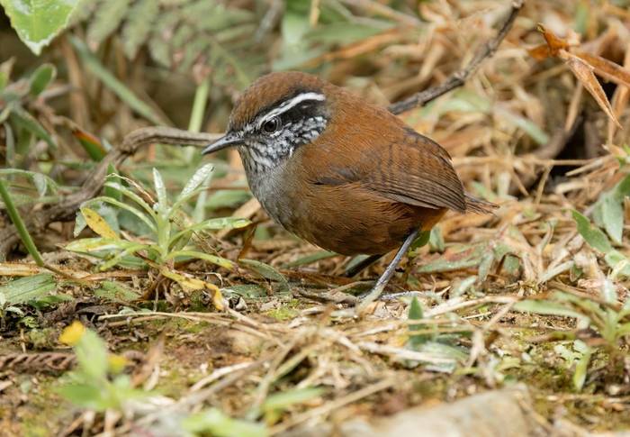 Munchique Wood-wren (Ian Hilton).jpg