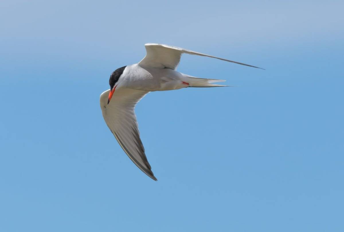 Common Tern shutterstock_446586379.jpg