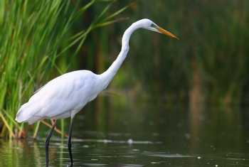 Great White Egret shutterstock_69005536.jpg