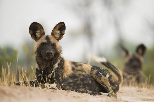 African Wild Dog Shutterstock 221310208 (1)