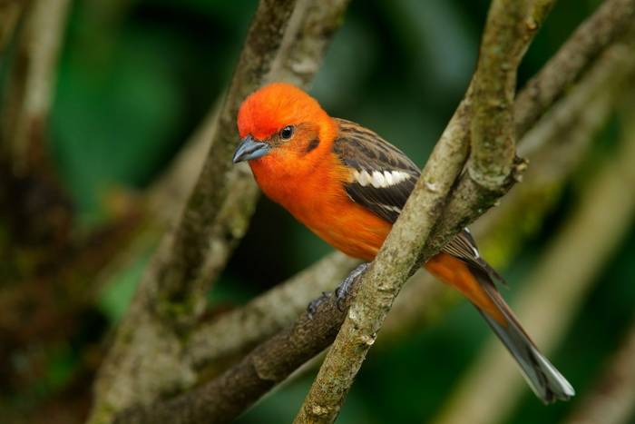 Flame-coloured Tanager, Savegre, Costa Rica shutterstock_313280963.jpg
