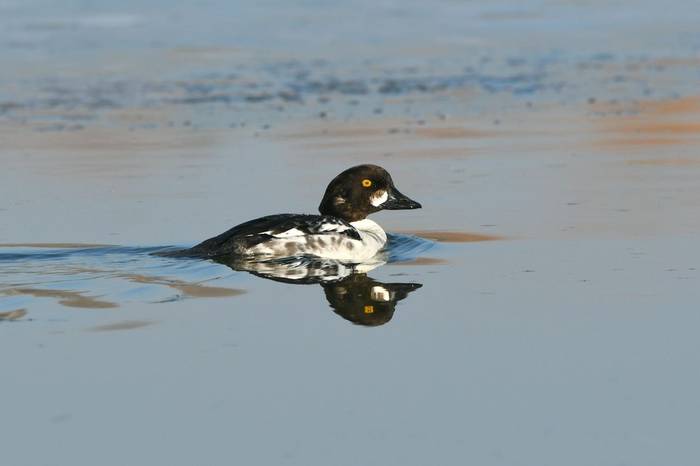 Goldeneye, UK shutterstock_1394642177.jpg
