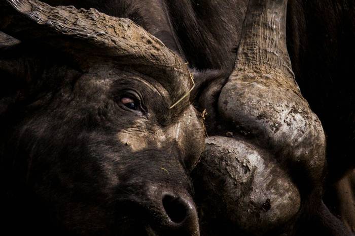 African Buffalo (John Haskew).jpg