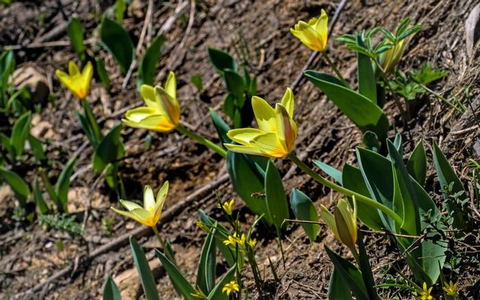 Tulipa kaufmanniana © Russell Scott