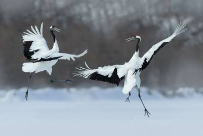 Red-crowned Cranes Image