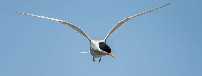 Black-fronted Tern, New Zealand shutterstock_1707860626.jpg
