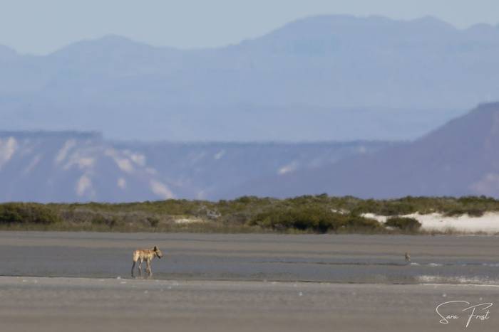 Coyote, San Ignacio Lagoon (Sara Frost) (2).jpg