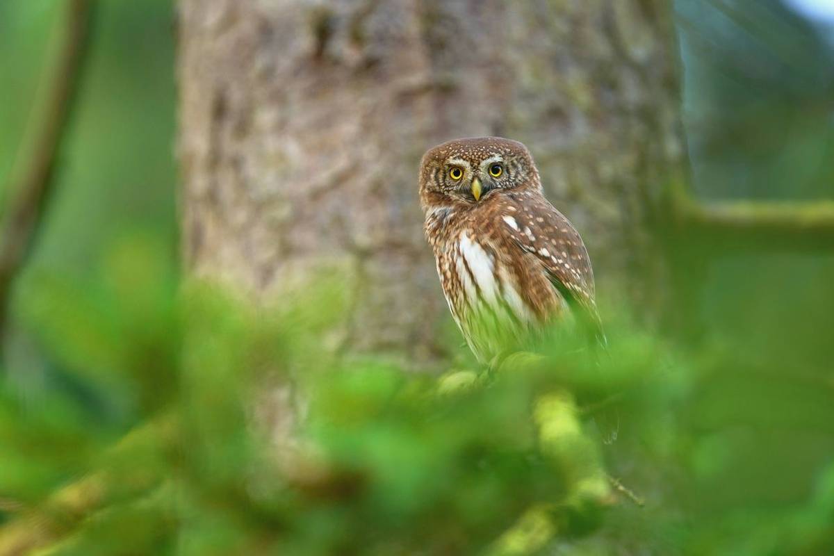 Pygmy Owl Shutterstock 369280469