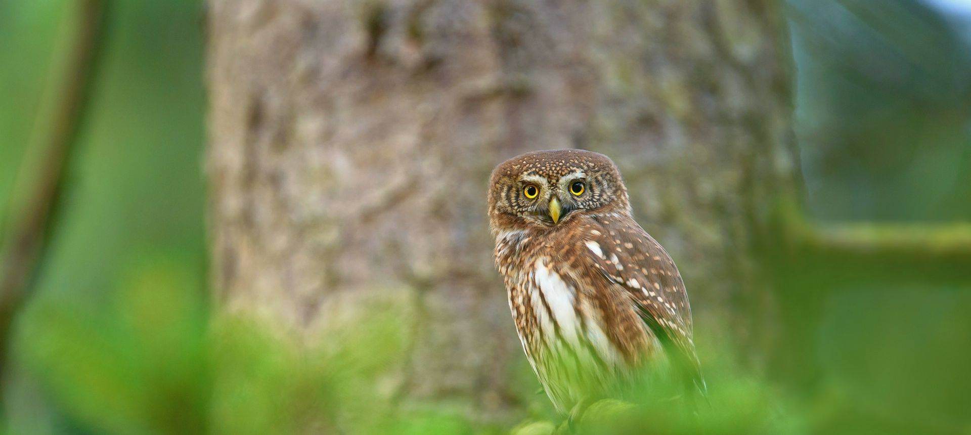 Pygmy Owl Shutterstock 369280469