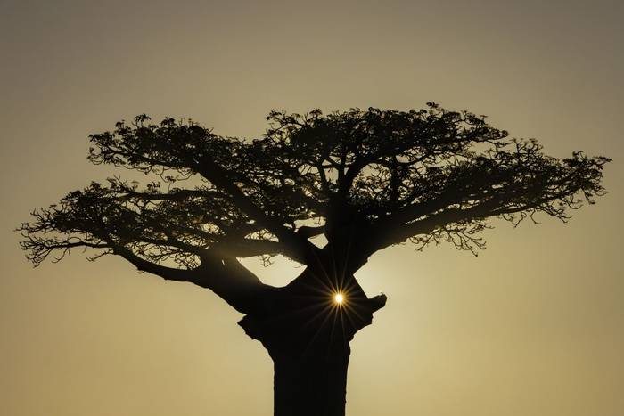 Avenue of Baobabs (Oliver Smart)