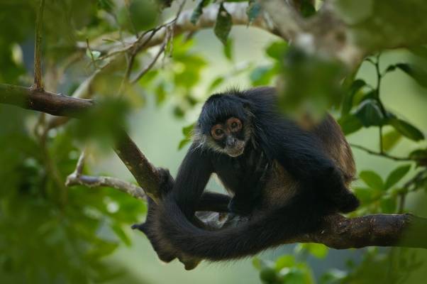 Geoffrey'S Spider Monkey, Belize Shutterstock 1017265936