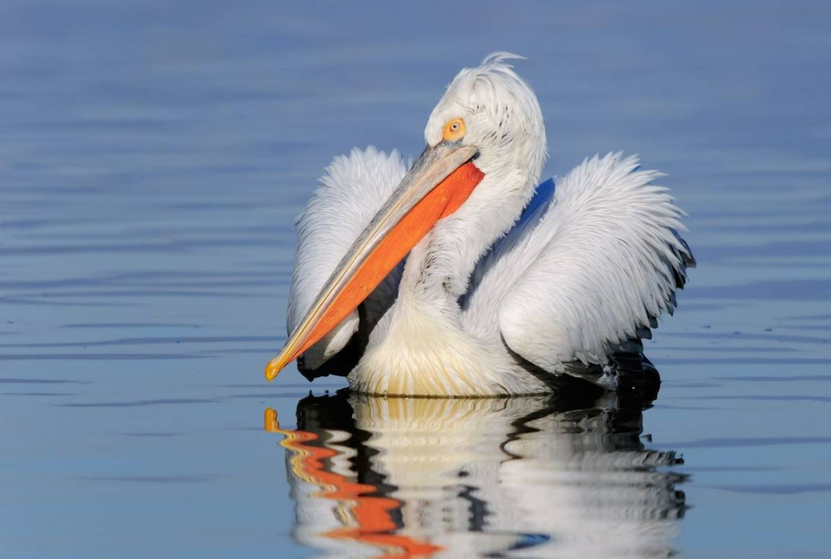 Dalmatian Pelican shutterstock_157408685.jpg