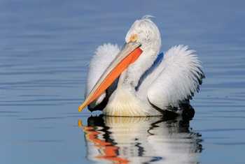 Dalmatian Pelican shutterstock_157408685.jpg