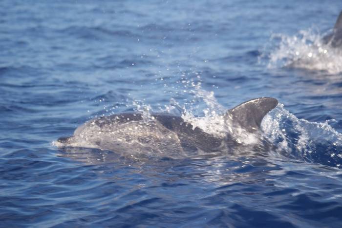 Atlantic Spotted Dolphins (Ed Drewitt)