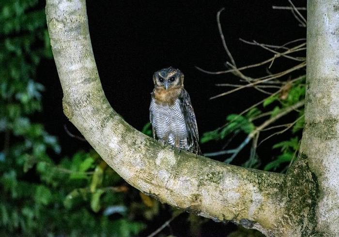 Brown Wood Owl (Clive Turnbull)