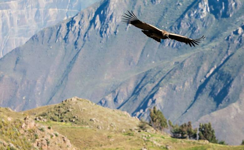 Condor flying near Cruz Del Condor viewpoint, Colca canyon, Peru