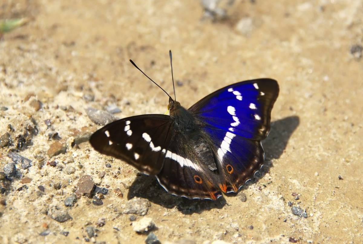 Lesser Purple Emperor Butterfly Shutterstock 245421313