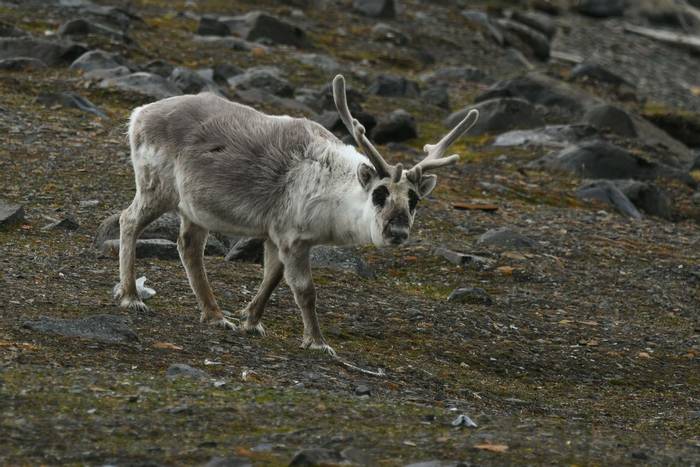 Svalbard Reindeer.jpg