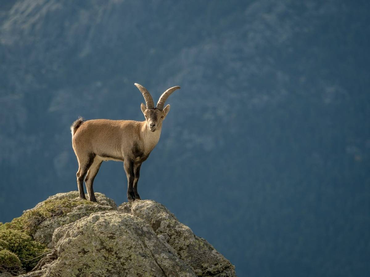 Alpine Ibex, Spain Shutterstock 530816947