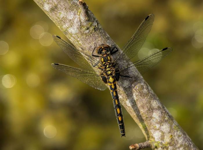 Female White-faced Darter Dragonfly by Stephen Barlow.jpg