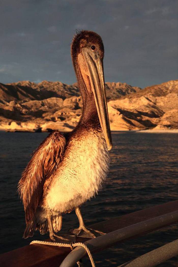 Young pelican (Lee Morgan)