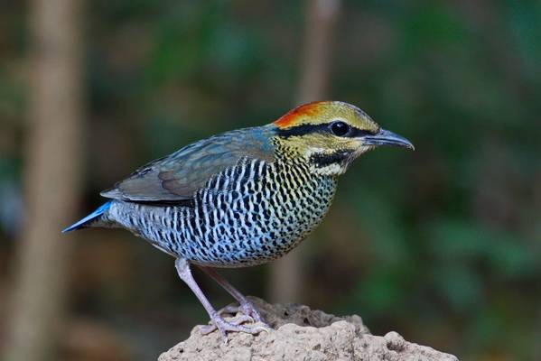 Blue Pitta shutterstock_1748011718.jpg