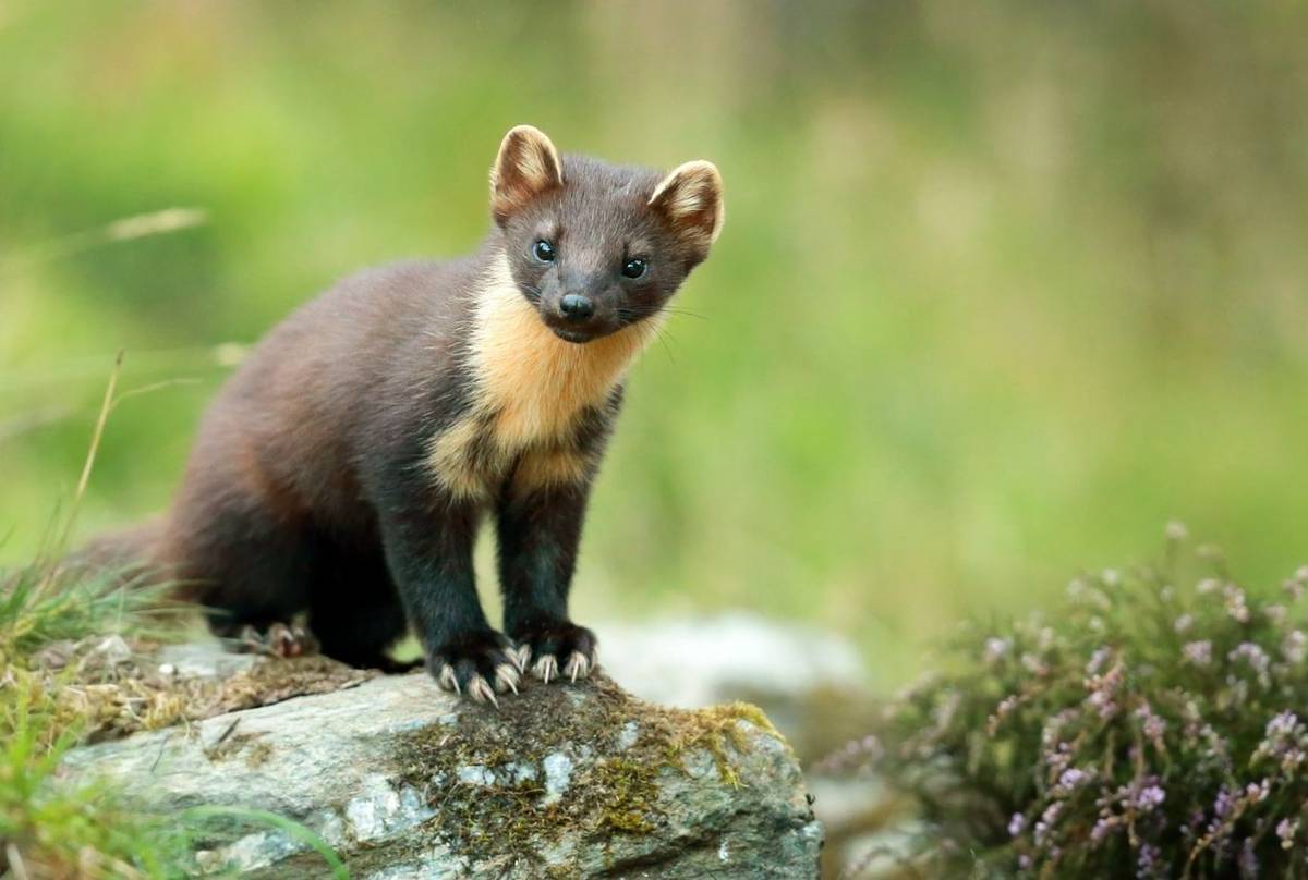 Pine Marten