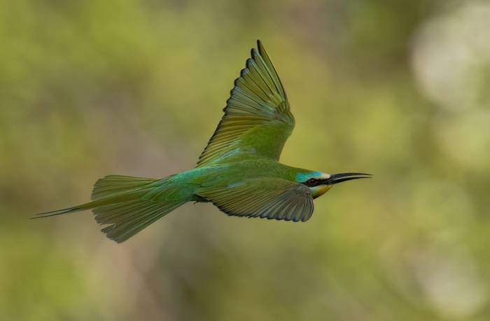 Blue-cheeked Bee-eater © Chris Griffin, May 2025.jpg