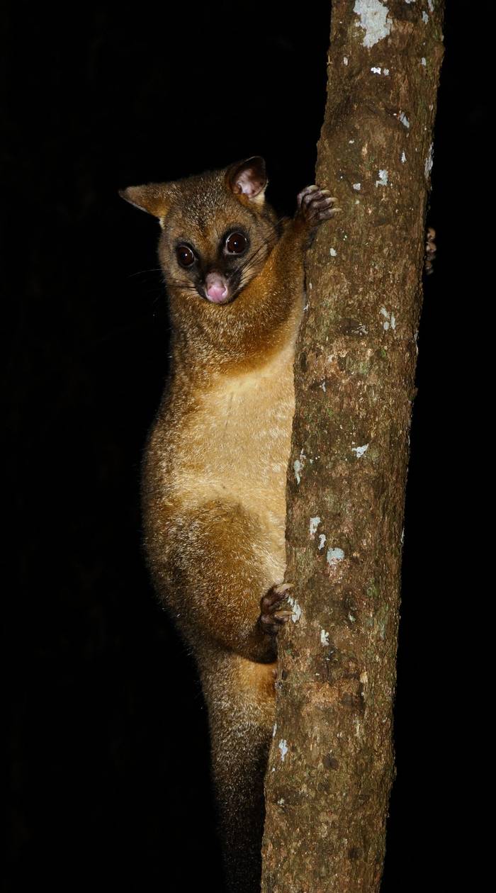 Coppery Brushtail Possum