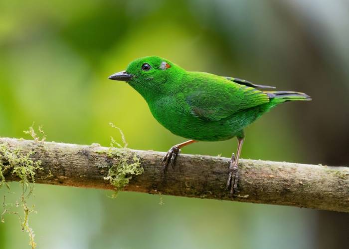 Glistening-green Tanager (Ian Hilton).jpg