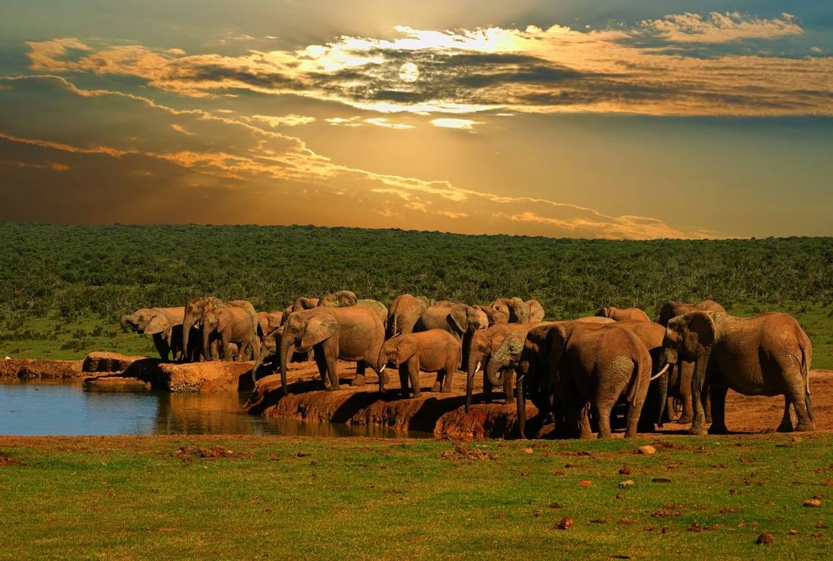Addo Elephant National Park, South Africa shutterstock_458241064.jpg