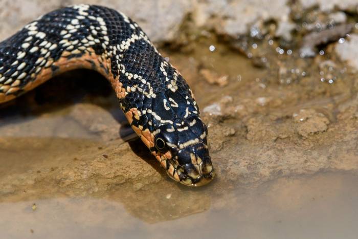 Horseshoe Whip Snake (Hemorrhois hippocrepis)