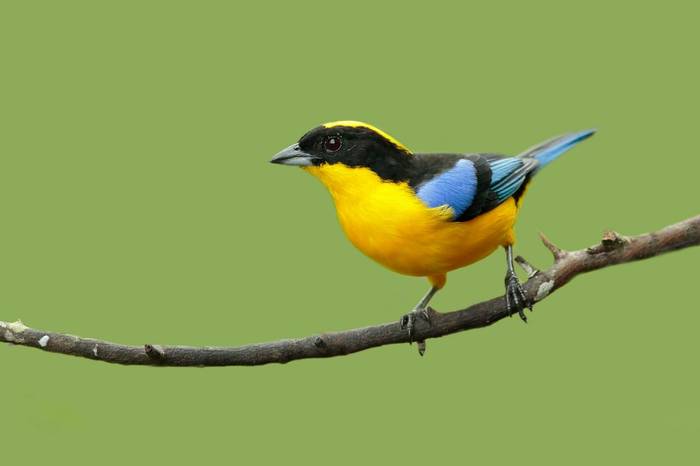 Blue Winged Mountain Tanager Shutterstock 485292070