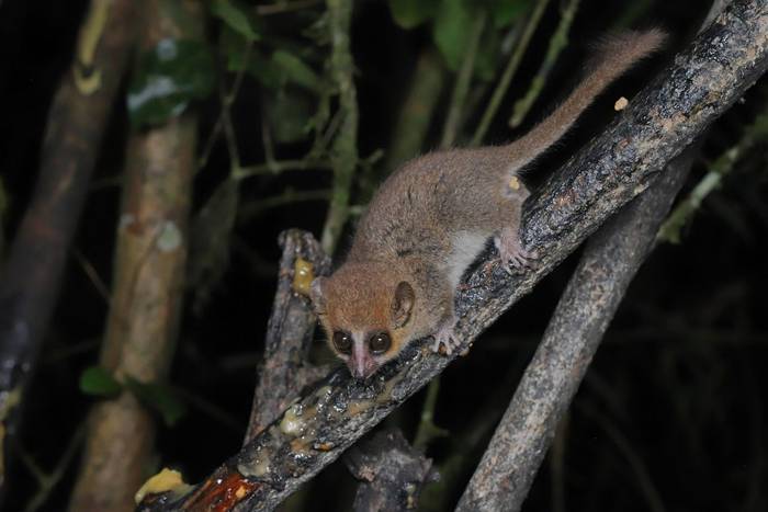 Brown Mouse Lemur (Microcebus rufus) © Bobby and Laura Bok, March 2026