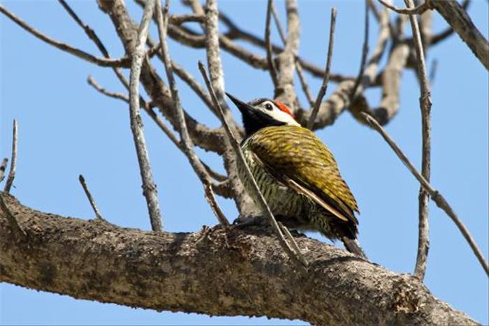 Black-necked Woodpecker (Mike and Karen Galtry)