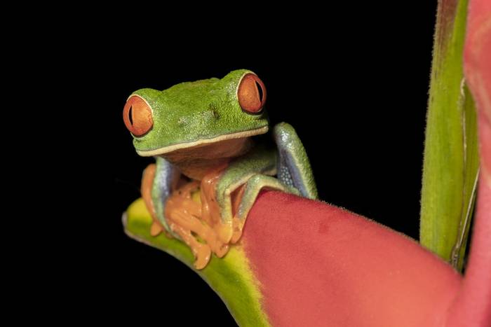 Red-eyed Tree Frog, Selva Verde, Costa Rica, 31 March 2022, KEVIN ELSBY FRPS.jpg