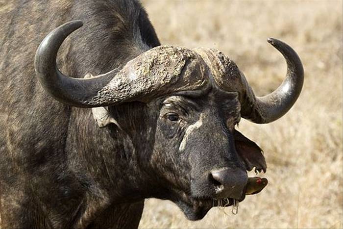 African-Buffalo (Leon Marais)