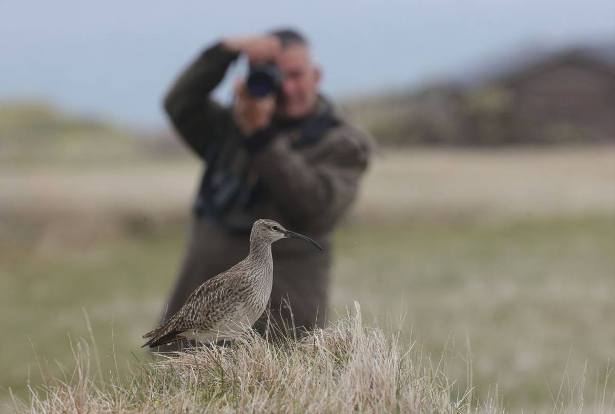 Whimbrel (Dave Jackson)
