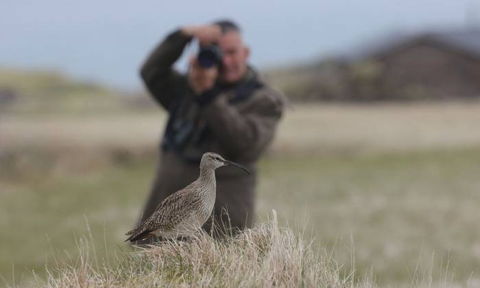 Whimbrel (Dave Jackson)