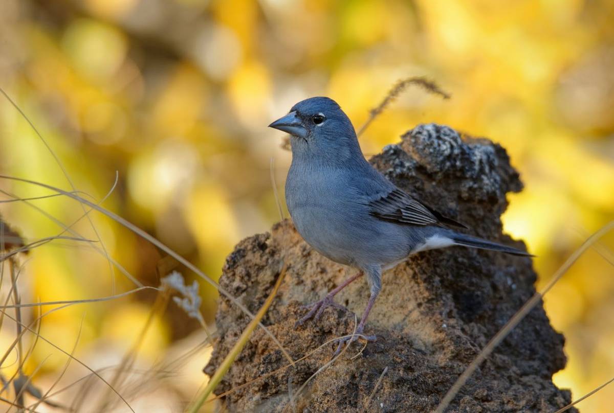 Gran Canaria Blue Chaffinch shutterstock_1831501681.jpg